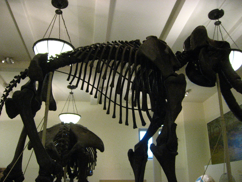 American-Museum-of-Natural-History-Manhattan-NYC-087