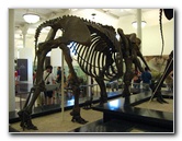 American-Museum-of-Natural-History-Manhattan-NYC-086