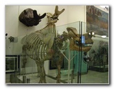 American-Museum-of-Natural-History-Manhattan-NYC-088