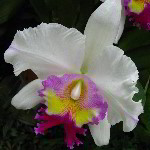 American Orchid Society - Delray Beach, FL