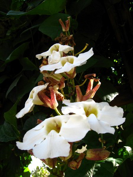 American-Orchid-Society-Delray-Beach-FL-011