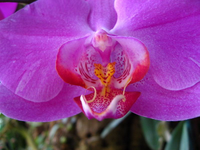 American-Orchid-Society-Delray-Beach-FL-022