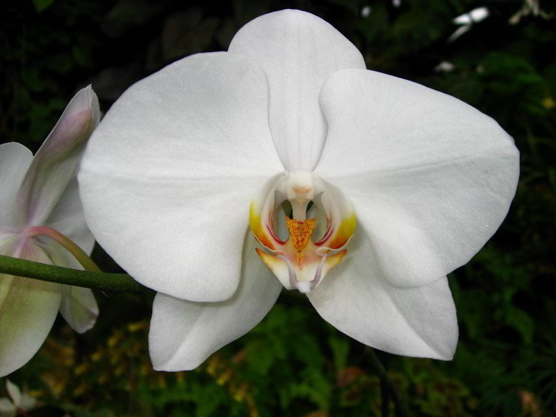 American-Orchid-Society-Delray-Beach-FL-044