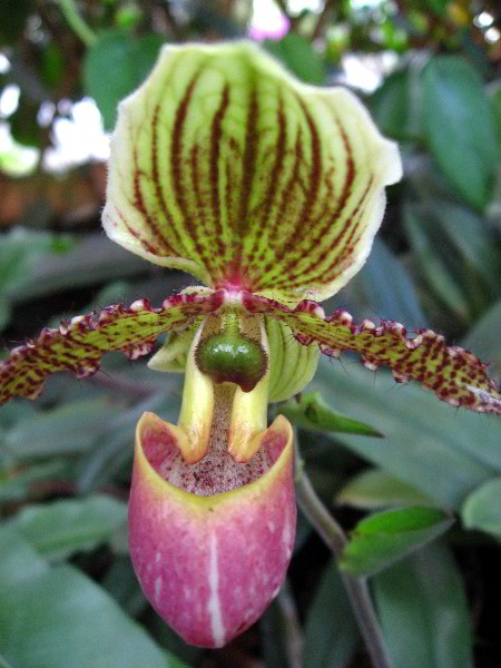 American-Orchid-Society-Delray-Beach-FL-054