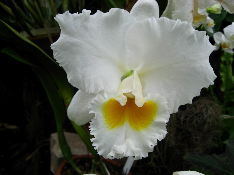 American-Orchid-Society-Delray-Beach-FL-060
