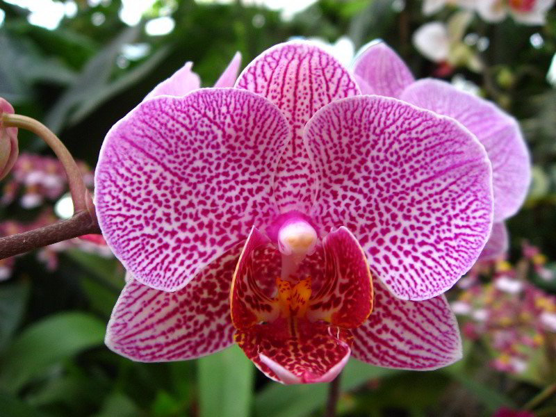 American-Orchid-Society-Delray-Beach-FL-064