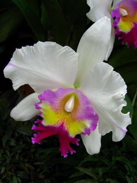 American-Orchid-Society-Delray-Beach-FL-079