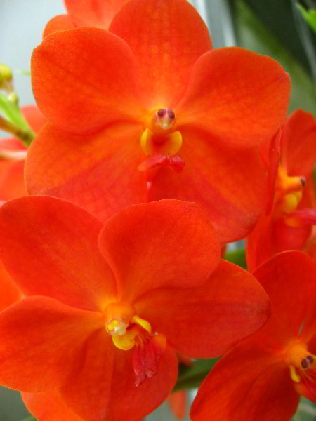American-Orchid-Society-Delray-Beach-FL-083