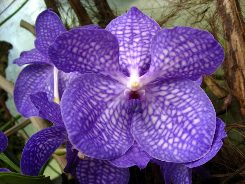 American-Orchid-Society-Delray-Beach-FL-084
