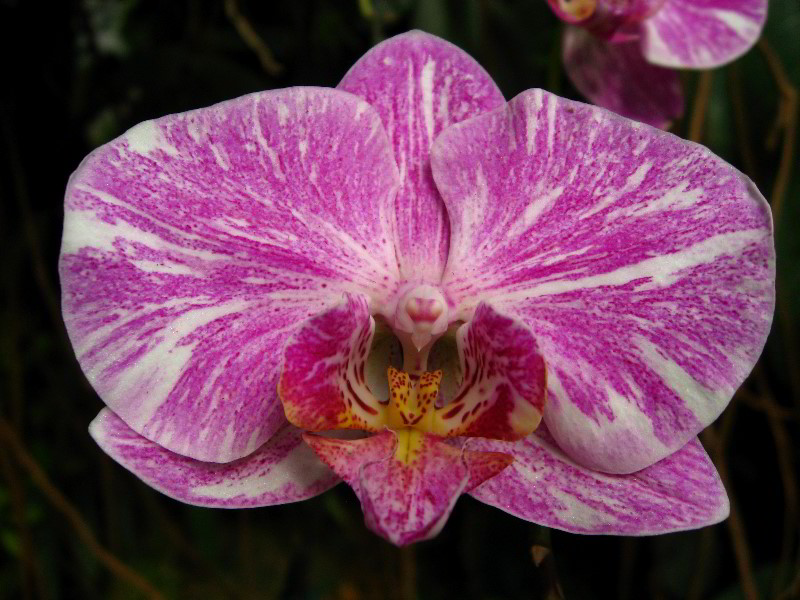 American-Orchid-Society-Delray-Beach-FL-095