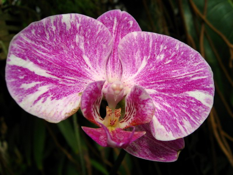 American-Orchid-Society-Delray-Beach-FL-096