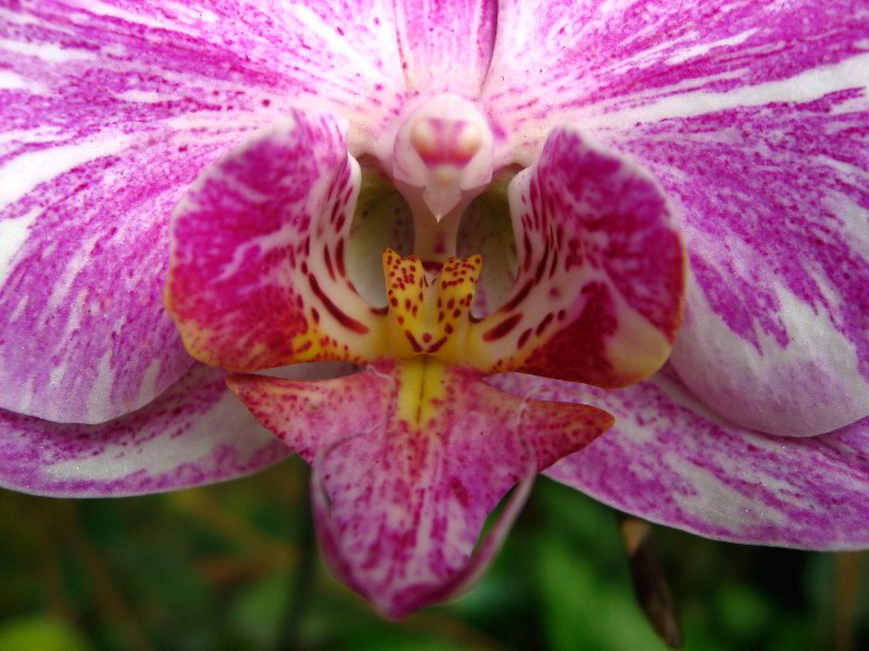 American-Orchid-Society-Delray-Beach-FL-097