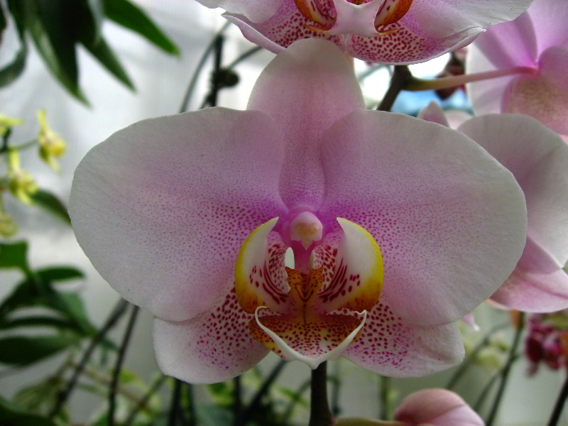 American-Orchid-Society-Delray-Beach-FL-101