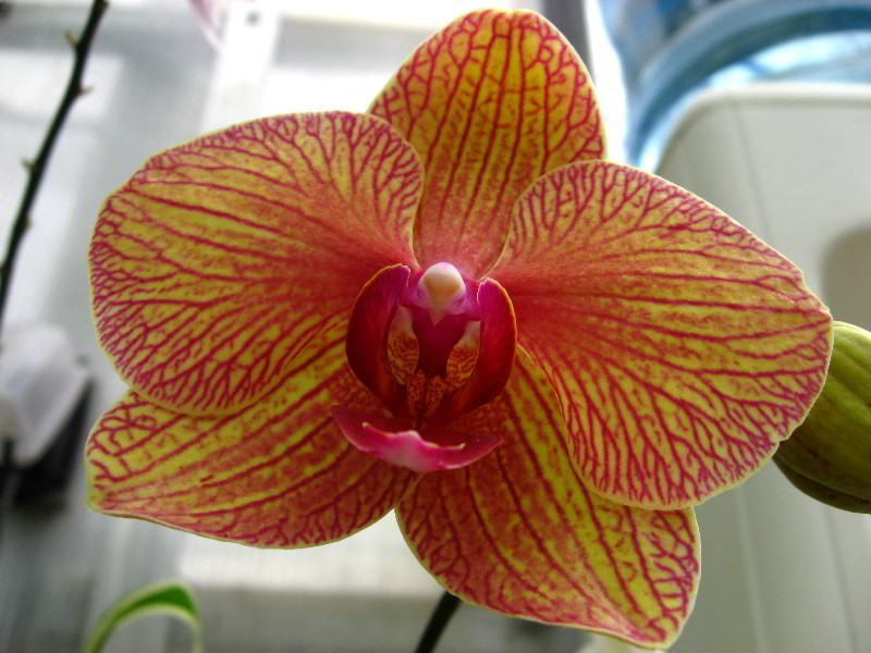 American-Orchid-Society-Delray-Beach-FL-102