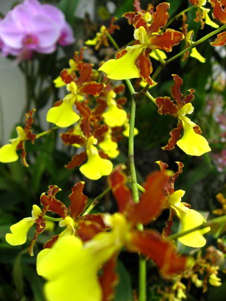 American-Orchid-Society-Delray-Beach-FL-104