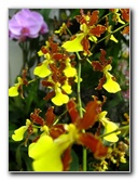 American-Orchid-Society-Delray-Beach-FL-104