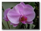 American-Orchid-Society-Delray-Beach-FL-105