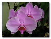 American-Orchid-Society-Delray-Beach-FL-106