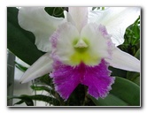 American-Orchid-Society-Delray-Beach-FL-107