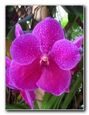 American-Orchid-Society-Delray-Beach-FL-113