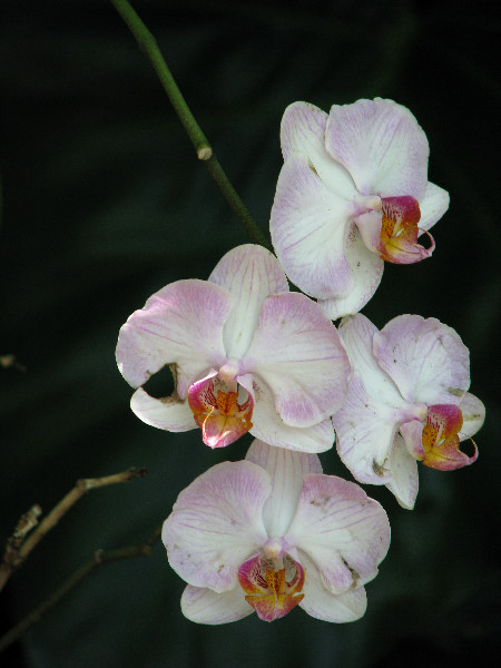 American-Orchid-Society-Summer-2008-036