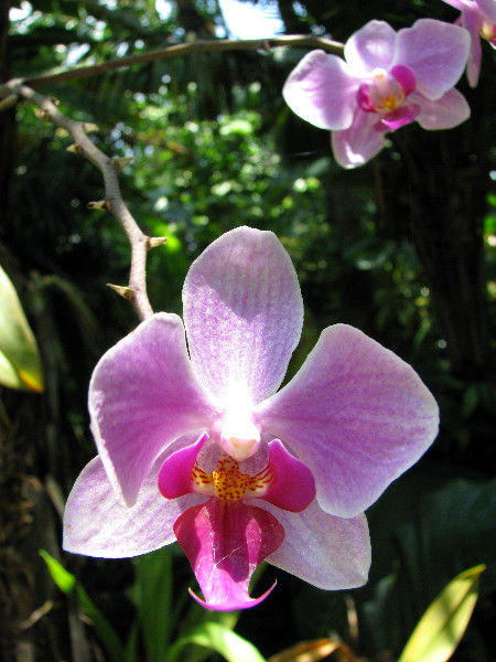 American-Orchid-Society-Summer-2008-051