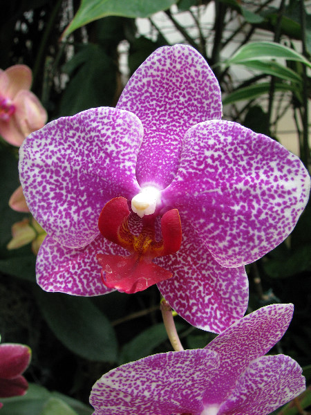 American-Orchid-Society-Summer-2008-061