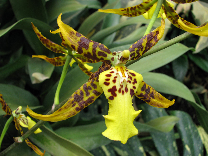American-Orchid-Society-Summer-2008-067
