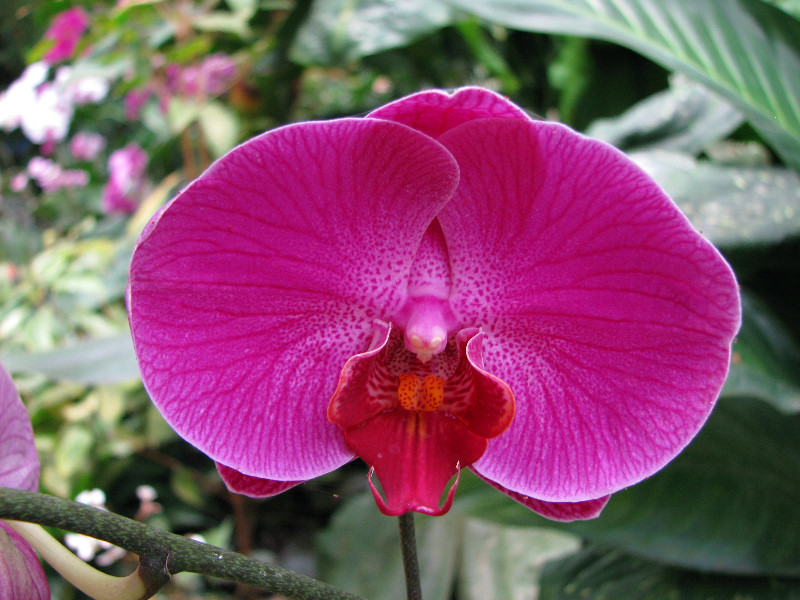 American-Orchid-Society-Summer-2008-068