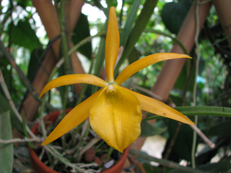 American-Orchid-Society-Summer-2008-070