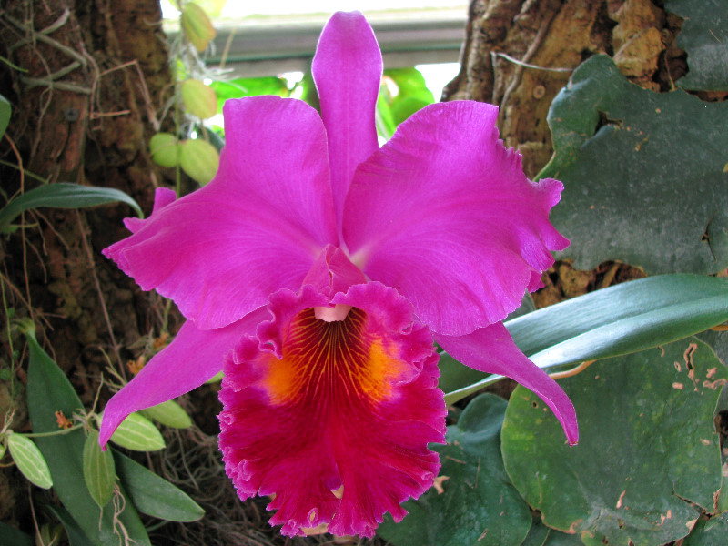 American-Orchid-Society-Summer-2008-071