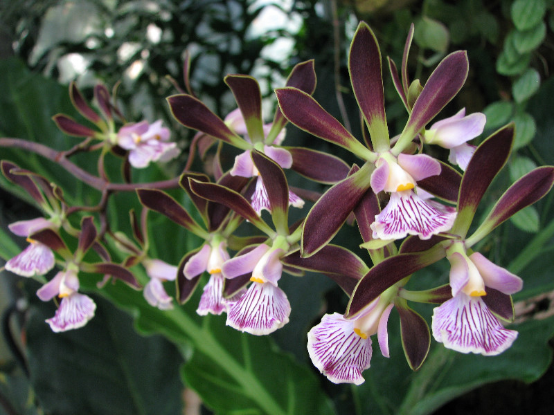 American-Orchid-Society-Summer-2008-073