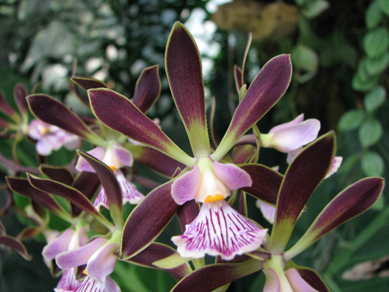 American-Orchid-Society-Summer-2008-074