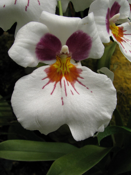 American-Orchid-Society-Summer-2008-076
