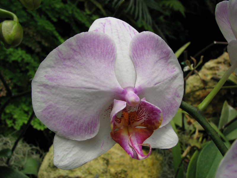 American-Orchid-Society-Summer-2008-078