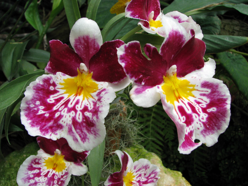 American-Orchid-Society-Summer-2008-079