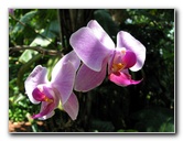 American-Orchid-Society-Summer-2008-052