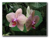 American-Orchid-Society-Summer-2008-059