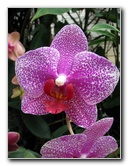 American-Orchid-Society-Summer-2008-061
