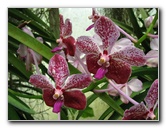 American-Orchid-Society-Summer-2008-064