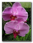 American-Orchid-Society-Summer-2008-065