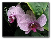 American-Orchid-Society-Summer-2008-069