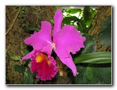 American-Orchid-Society-Summer-2008-072