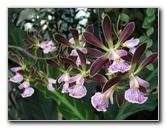 American-Orchid-Society-Summer-2008-073
