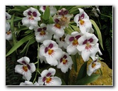 American-Orchid-Society-Summer-2008-077