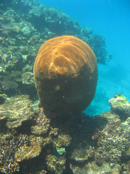 Fiji-Snorkeling-Underwater-Pictures-Amunuca-Resort-045
