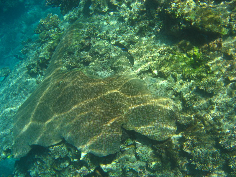 Fiji-Snorkeling-Underwater-Pictures-Amunuca-Resort-050