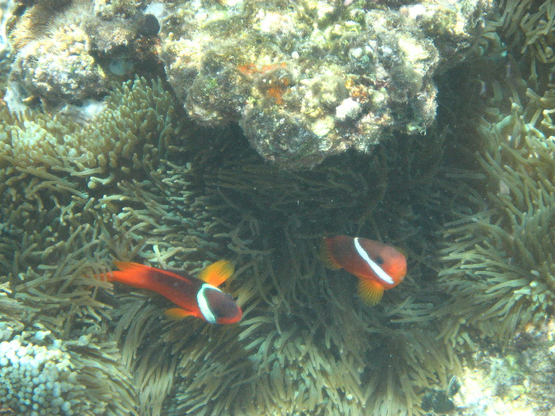 Fiji-Snorkeling-Underwater-Pictures-Amunuca-Resort-056