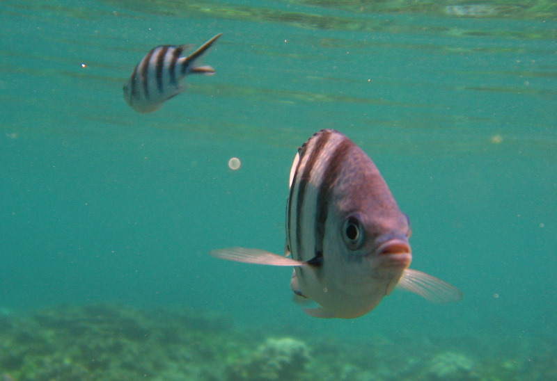 Fiji-Snorkeling-Underwater-Pictures-Amunuca-Resort-058