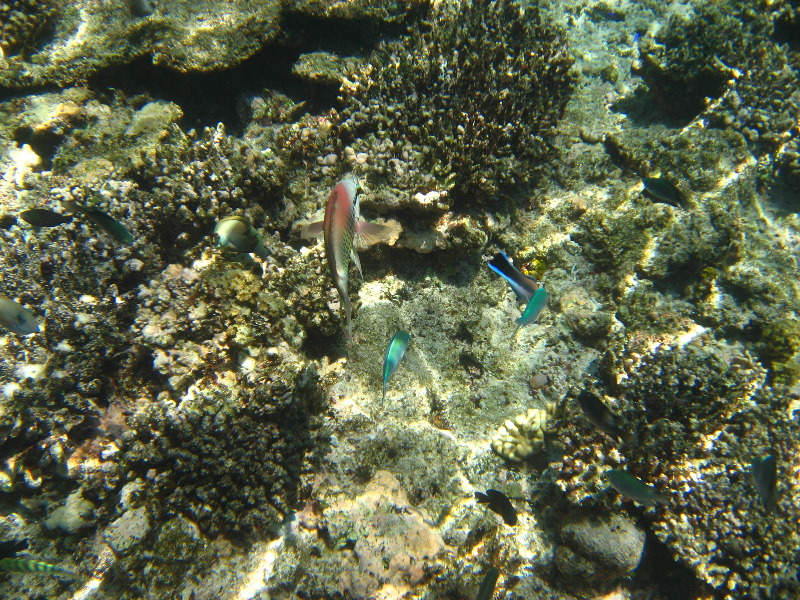 Fiji-Snorkeling-Underwater-Pictures-Amunuca-Resort-062